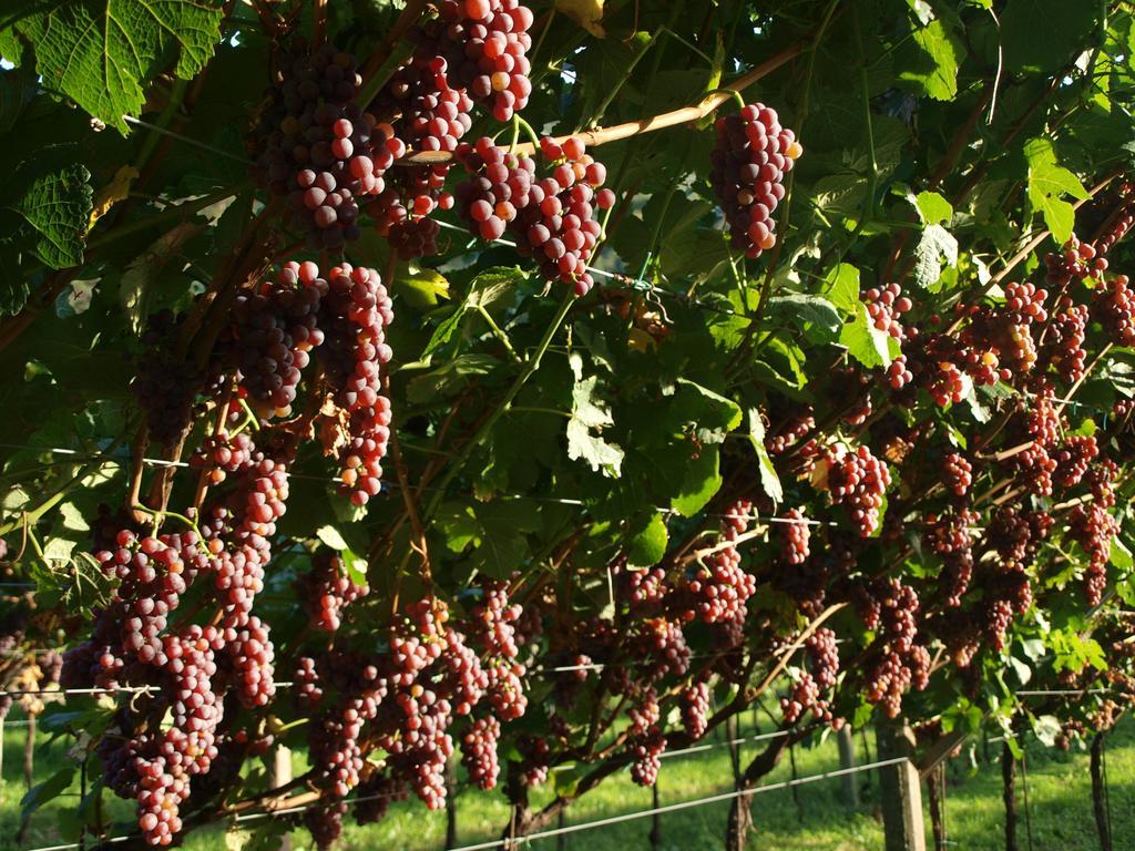 Agriturismo Al Maniero เตรนโต ภายนอก รูปภาพ